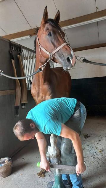 Bekappen van paarden beschikbaar voor biedingen