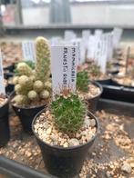 cactus mammillaria ernestii rubrakpina, Huis en Inrichting, Kamerplanten, Cactus, Minder dan 100 cm, Ophalen of Verzenden, Bloeiende kamerplant