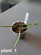 Hoya linearis, Huis en Inrichting, Kamerplanten, Overige soorten, Minder dan 100 cm, Halfschaduw, Bloeiende kamerplant