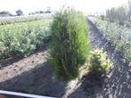 Coniferen {In Promotie}, Enlèvement, Conifère, Haie, 100 à 250 cm