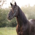 Weide/stalling gezocht, Dieren en Toebehoren, Weidegang, 1 paard of pony