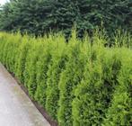 Thuja Brabant 2 m25 hoog PROMO: stuntprijs 12€, Enlèvement, Conifère, Haie, 100 à 250 cm