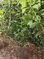 PRUNUS LAUROCERASUS 'NOVITA' - vier planten te koop, Jardin & Terrasse, Plantes | Arbustes & Haies, 100 à 250 cm, Laurier, Enlèvement