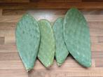 Cactus Opuntia schijven