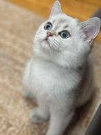 kittens Britse korthaar, Dieren en Toebehoren, Katten en Kittens | Raskatten | Korthaar, Poes, Gechipt, 0 tot 2 jaar