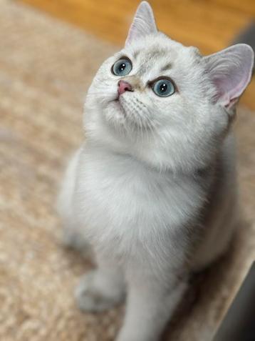 kittens Britse korthaar beschikbaar voor biedingen