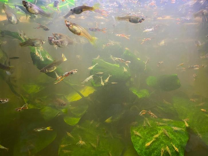 Guppy visjes gratis, Dieren en Toebehoren, Vissen | Aquariumvissen, Zoetwatervis, Vis