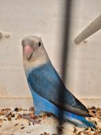 Agaporniscollie man bewezen 2022, Dieren en Toebehoren, Vogels | Parkieten en Papegaaien