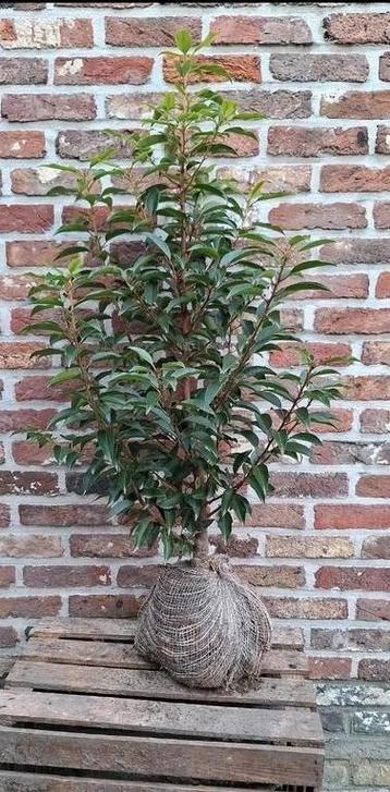 Prunus lusitanica 'angustifolia' - Portugese laurier 40-60cm beschikbaar voor biedingen