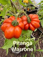 4 Grote sortering zaden van bijzondere tomaten., Verzenden, Voorjaar, Volle zon, Zaad