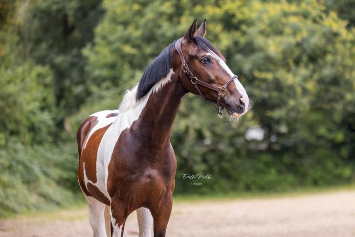 11jarige bonte ruin, Dieren en Toebehoren, Paarden, Ruin, Recreatiepaard