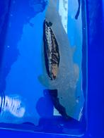 Japanese koi - KAGAMI GOI 65 cm, Karper of Koi