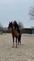 Lieve 4 jarige te koop, Zadelmak, Recreatiepaard, Merrie, Gechipt