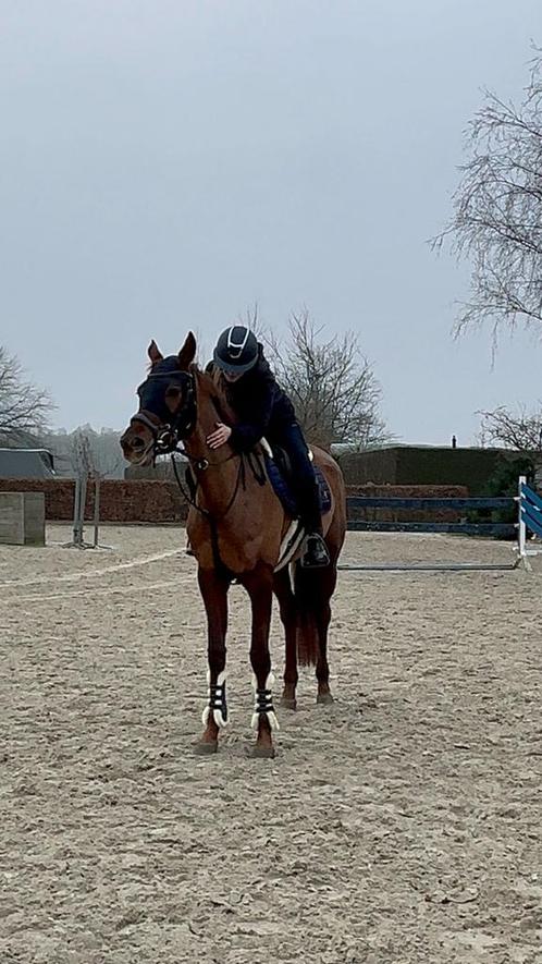 Lieve 4 jarige te koop, Dieren en Toebehoren, Paarden, Merrie, Zadelmak, 170 tot 175 cm, 3 tot 6 jaar, Recreatiepaard, Gechipt