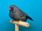 Charcoal zebravink grijs, exoten, Dieren en Toebehoren, Vogels | Overige Vogels, Geringd