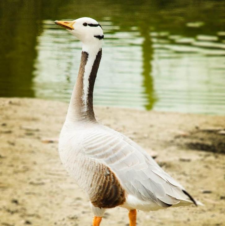 streepkopgans @ paradijshof, Dieren en Toebehoren, Pluimvee, Gans of Zwaan, Meerdere dieren