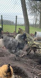 Gratis zijdehoen haan, Dieren en Toebehoren, Pluimvee, Mannelijk, Kip