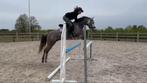 C-springpony, Dieren en Toebehoren, Paarden, Gechipt, Springpaard, Minder dan 160 cm, Ruin