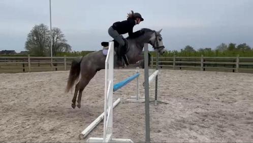 C-springpony, Dieren en Toebehoren, Paarden, Ruin, L, Minder dan 160 cm, 7 tot 10 jaar, Springpaard, Gechipt, Ontwormd, Ingeënt