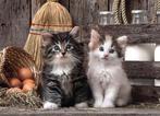 puzzel schattige kittens 1000 stukjes GRATIS LEVERING, Verzenden, 500 t/m 1500 stukjes, Nieuw, Legpuzzel