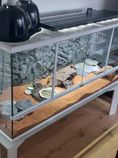 Terrarium, Dieren en Toebehoren, Reptielen en Amfibieën | Toebehoren, Zo goed als nieuw, Terrarium of Paludarium, Ophalen
