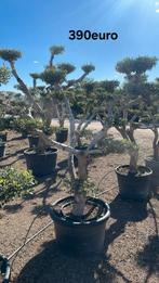 Olijfbomen olea europaea plato!, Enlèvement