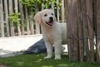 Prachtige Golden retriever pups, Golden retriever, België, CDV (hondenziekte), 8 tot 15 weken