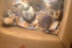 POUSSINS LOCAUX EN BONNE SANTÉ, Animaux & Accessoires, Volatiles, Sexe inconnu, Poule ou poulet
