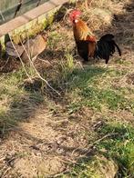 Hollandse krielen, Dieren en Toebehoren, Kip