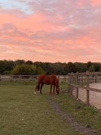 Ruin D-pony 10 jaar, Dieren en Toebehoren, Ruin