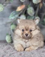 Pomeriaan pup pomearanian pom pup, België, Fokker | Hobbymatig, Keeshond, CDV (hondenziekte)