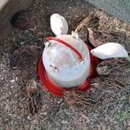 Broedeieren Japanse kwartel, Dieren en Toebehoren, Pluimvee