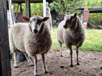 Ram lam, Dieren en Toebehoren, Schapen, Geiten en Varkens, Mannelijk, Schaap, 0 tot 2 jaar