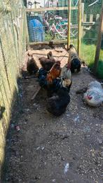 Jonge haantjes, Dieren en Toebehoren, Pluimvee