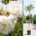 Rozen op stam, stamrozen, Tuin en Terras, Ophalen, Volle zon, In pot, 100 tot 250 cm