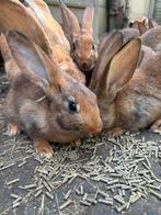 Jonge reus-haasjes beschikbaar, Dieren en Toebehoren, Meerdere dieren, Groot, 0 tot 2 jaar