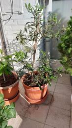 Olivier en pot - Hauteur = 95cm, Lente, Olijfboom, Minder dan 100 cm, Ophalen