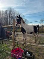 Te koop mooi ruin van 2jaar 8 maand, Enlèvement, Comme neuf