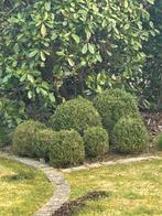 Buxusbollen te koop, Ophalen, Buxus, Struik, Minder dan 100 cm