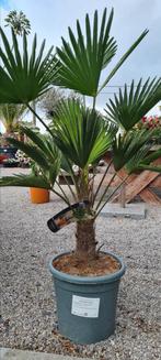 Palmboom Trachycarpus Wagnerianus, Ophalen, Halfschaduw, Palmboom