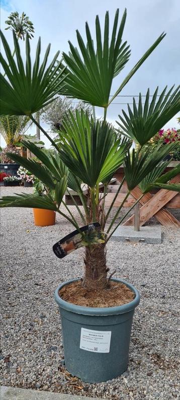 Palmboom Trachycarpus Wagnerianus  beschikbaar voor biedingen