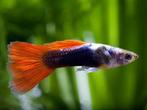 Gratis guppy, Animaux & Accessoires, Poissons | Poissons d'aquarium, Poisson d'eau douce