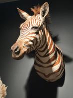 Opgezette Zebra, Enlèvement