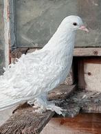 Krulduiven, Dieren en Toebehoren, Vogels | Duiven