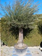 Olijfboom Pata Alta Bajo, Enlèvement, Olivier
