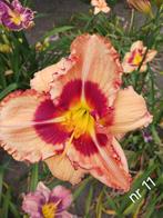 Hemerocallis nr 11, Ophalen of Verzenden