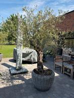 Zeer mooie olijfboom, Tuin en Terras, Planten | Bomen, Ophalen
