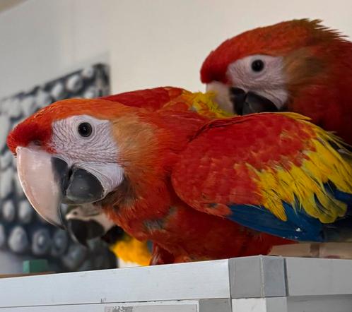 Te reserveren! Jonge lieve geelvleugel ara (ara macao) ️, Dieren en Toebehoren, Vogels | Parkieten en Papegaaien, Papegaai, Pratend