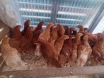 bruine leghennen en andere kleuren vanaf 8,5 eu /0499082381, Dieren en Toebehoren, Pluimvee, Vrouwelijk, Kip
