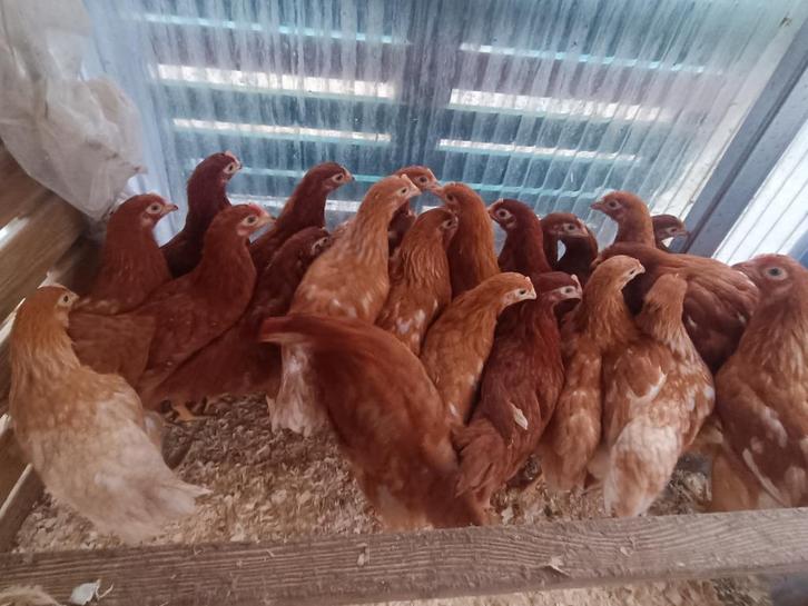 bruine leghennen en andere kleuren vanaf 8,5 eu /0499082381, Dieren en Toebehoren, Pluimvee, Kip, Vrouwelijk